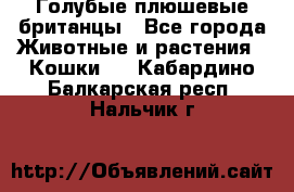 Голубые плюшевые британцы - Все города Животные и растения » Кошки   . Кабардино-Балкарская респ.,Нальчик г.